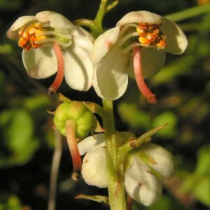 Hruštička okrouhlolistá (Pyrola rotundifolia)