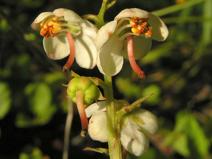 Hruštička 2 Hruštička okrouhlolistá (Pyrola rotundifolia)