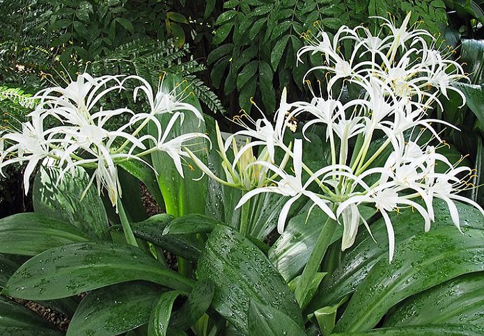 Hymenokalis 1 Hymenokalis (Hymenocallis)