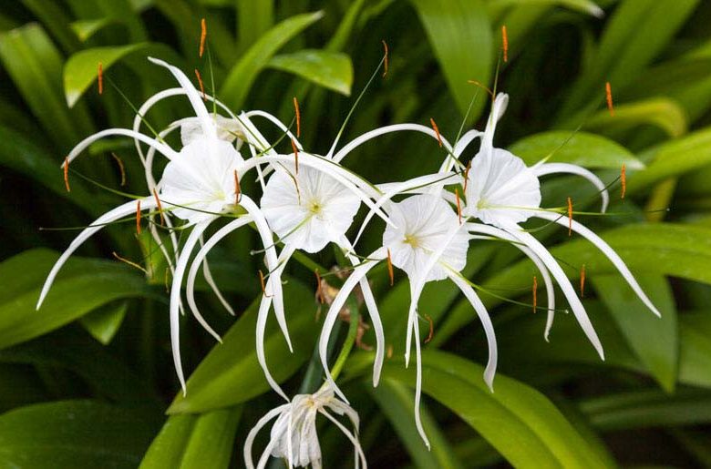 Hymenokalis 3 Hymenokallis pobřežní (Hymenocallis littoralis)