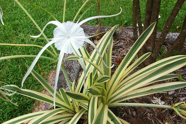 Hymenokalis 4 Hymenokallis půvabný (Hymenocallis speciosa)