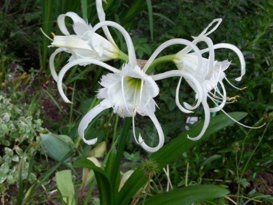 Hymenokalis 2 Hymenokallis zářivý (Hymenocallis festalis)