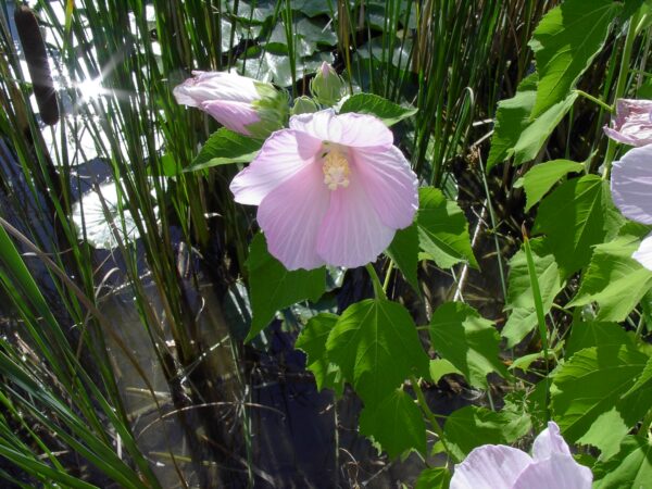 Ibišek bahenní 2 Ibišek bahenní (Hibiscus moscheutos) kvetoucí na slunném vlhkém stanovišti u vodní plochy