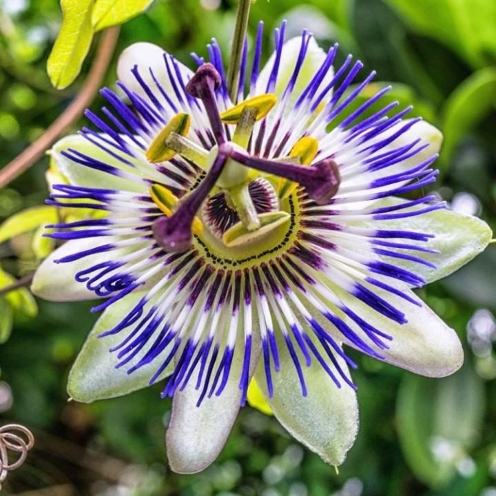 Mučenka 4 Mučenka modrá (Passiflora caerulea)