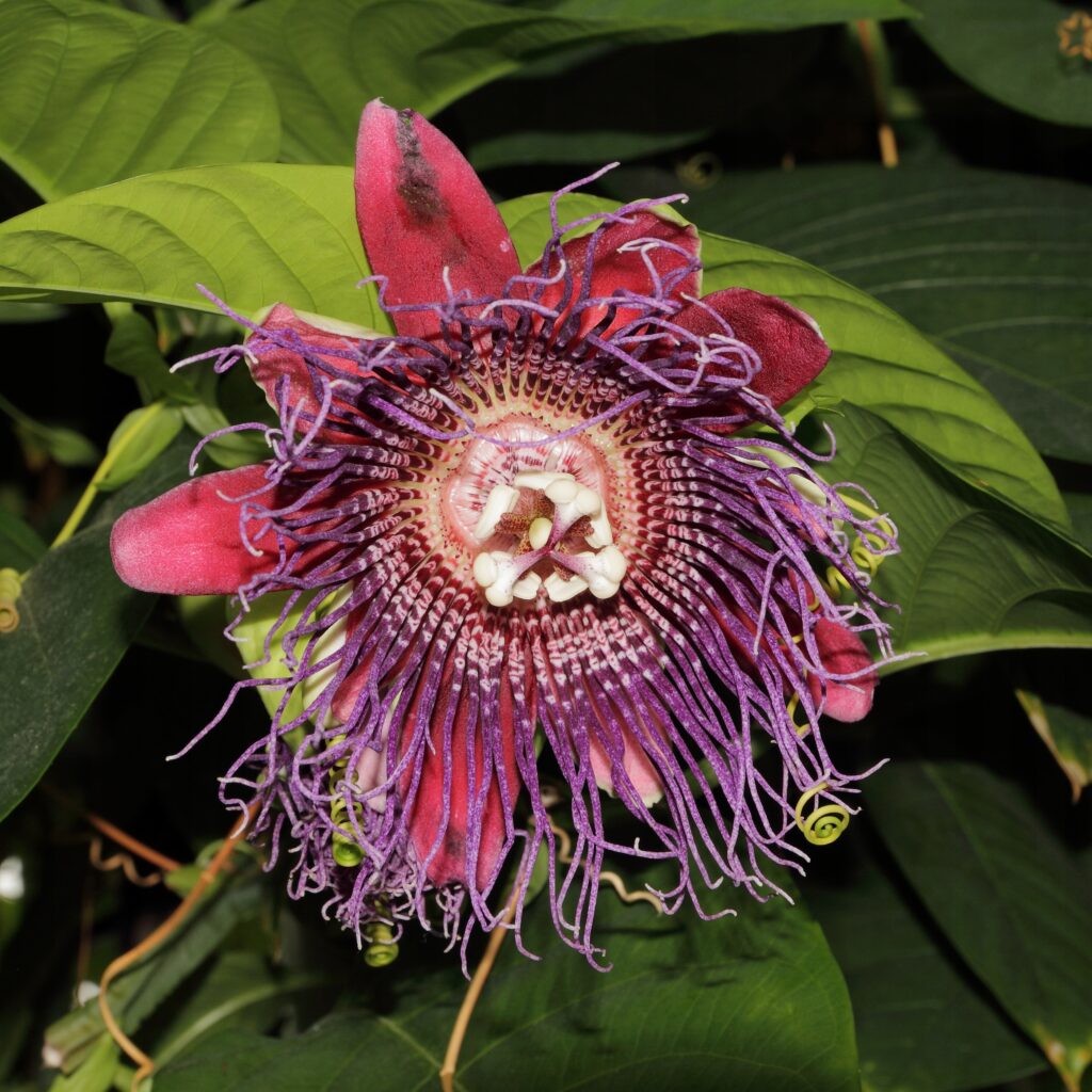 Mučenka 3 Mučenka obrovská (Passiflora quadrangularis)