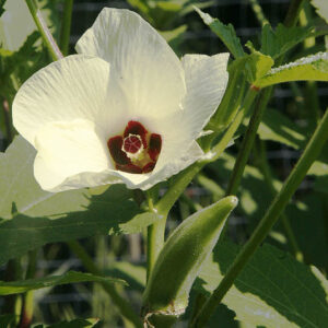 Okra (Abelmoschus esculentus)