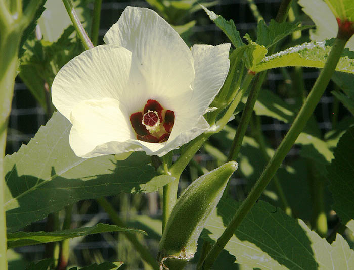 Okra 1 Okra (Abelmoschus esculentus)
