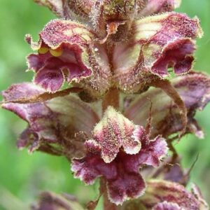 Záraza (Orobanche)