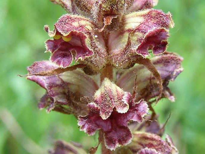 Záraza 1 Záraza (Orobanche)