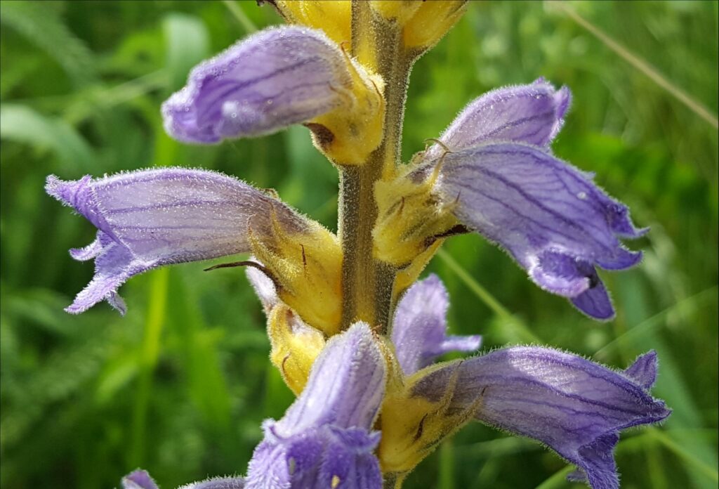 Záraza 5 Záraza nachová (Orobanche purpurea)