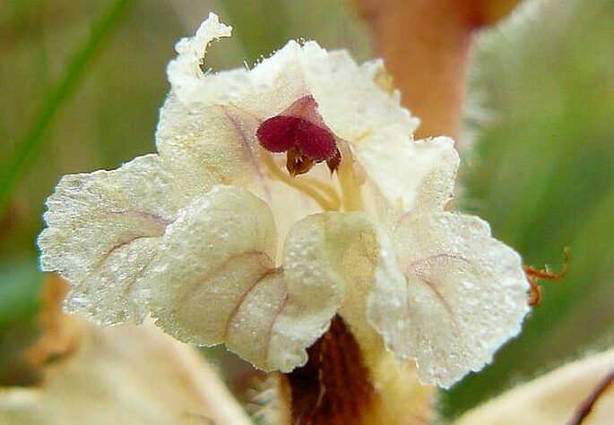 Záraza 4 Záraza šupinatá (Orobanche caryophyllacea)