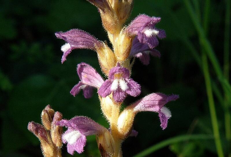 Záraza 3 Záraza větevnatá (Orobanche ramosa)