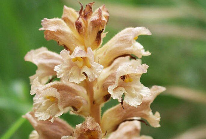 Záraza 2 Záraza žlutá (Orobanche lutea)