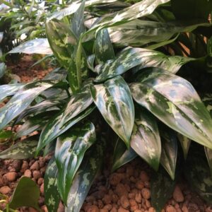 Aglaonema pěstování