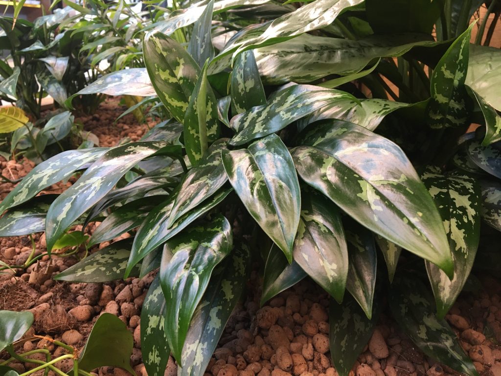 Aglaonema pěstování 2 Aglaonema pěstování