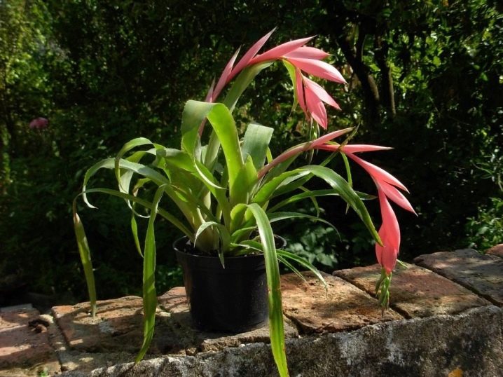 Billbergie nicí 2 Billbergie nicí (Billbergia nutans)