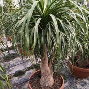 Bokarnea (Beaucarnea recurvata)