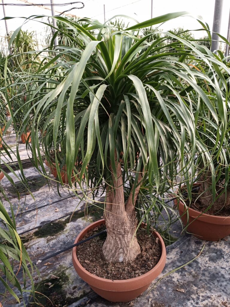 Bokarnea 1 Bokarnea (Beaucarnea recurvata)