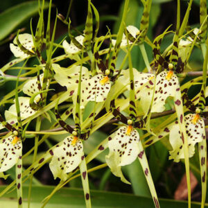 Brassie (Brassia)