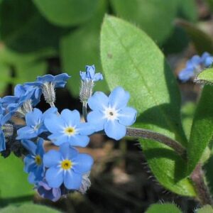 Pomněnka lesní (Myosotis sylvatica)