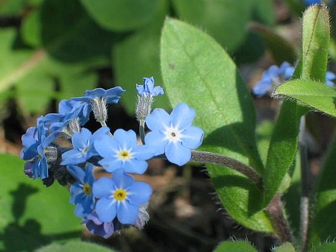 Pomněnka 1 Pomněnka lesní (Myosotis sylvatica)