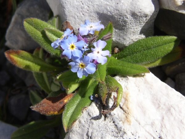 Pomněnka alpínská (Myosotis alpestris) v horské skalce
