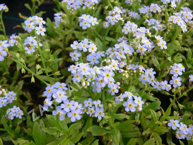 Pomněnka 3 Pomněnka bahenní (Myosotis scorpioides)
