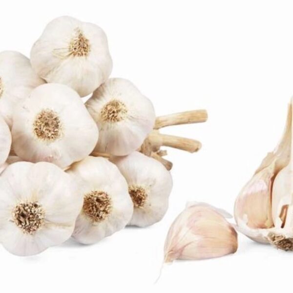 Sadbový česnek DUKÁT