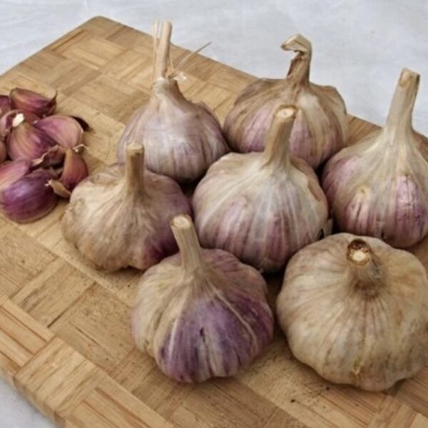 Sadbový česnek TOPAZ