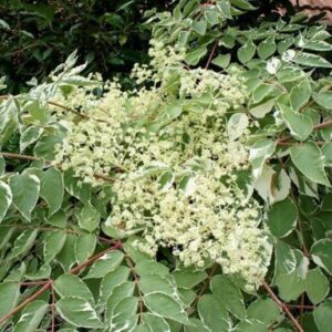 Aralia elata 'Variegata'