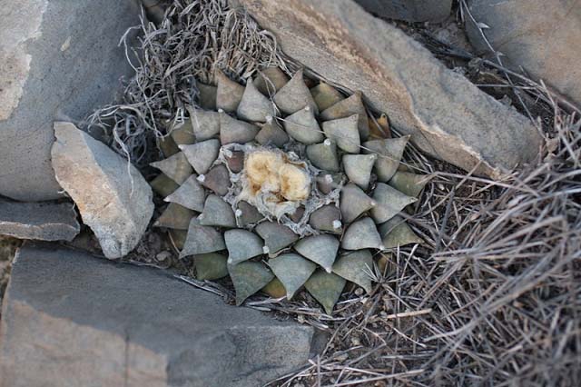 Ariocarpus retusus