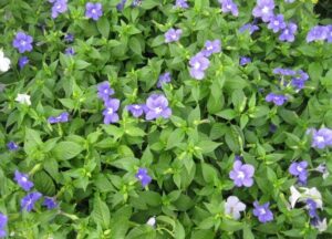Broválie (Browallia speciosa)