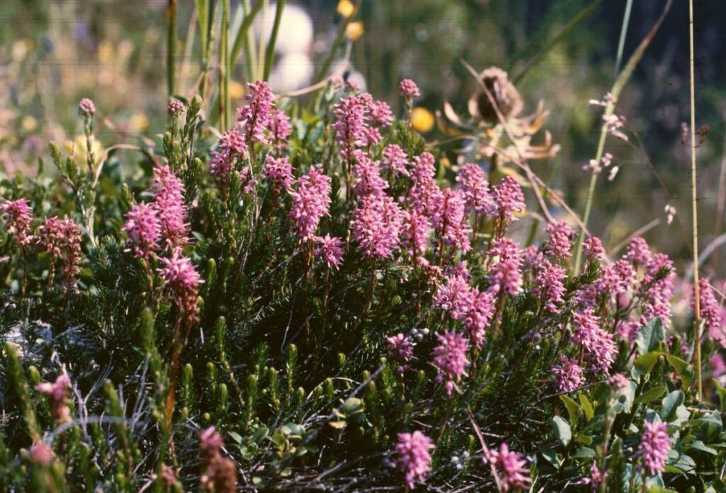 Brukentálie (Bruckenthalia spiculifolia)