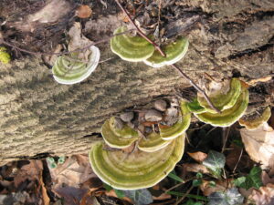 Strom jako biotop: svět organizmů ukrytý v dřevě a kůře 12 Outkovka hrbatá (Trametes gibbosa)