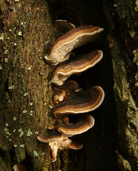Outkovka pestrá (Trametes versicolor)