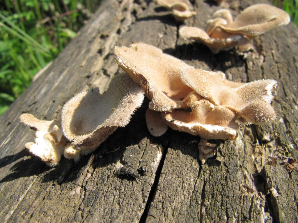 Outkovka chlupatá (Trametes hirsuta)