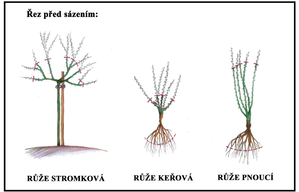 schéma řezu růží před výsadbou stromkové keřové a pnoucí růže