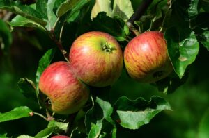 Jablon Malus