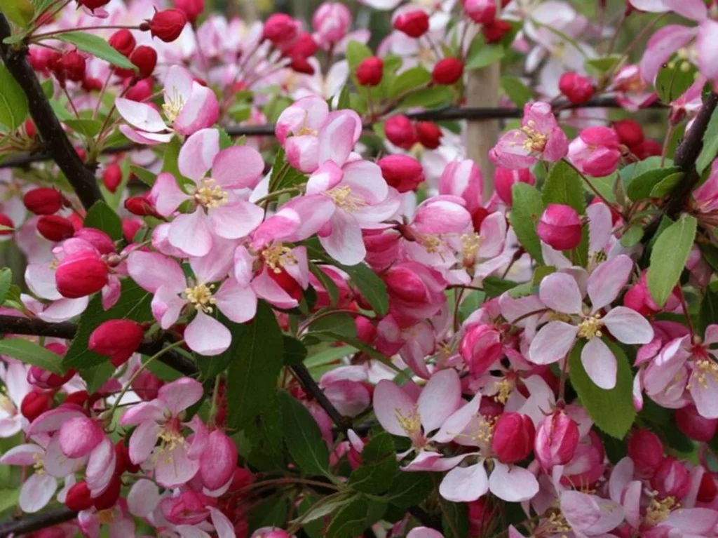 Jabloň mnohokvětá (Malus floribunda)