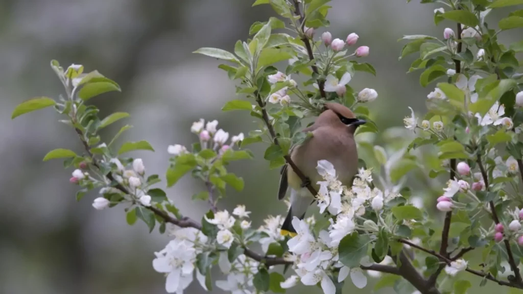 Jabloň prérijní (Malus ionensis)