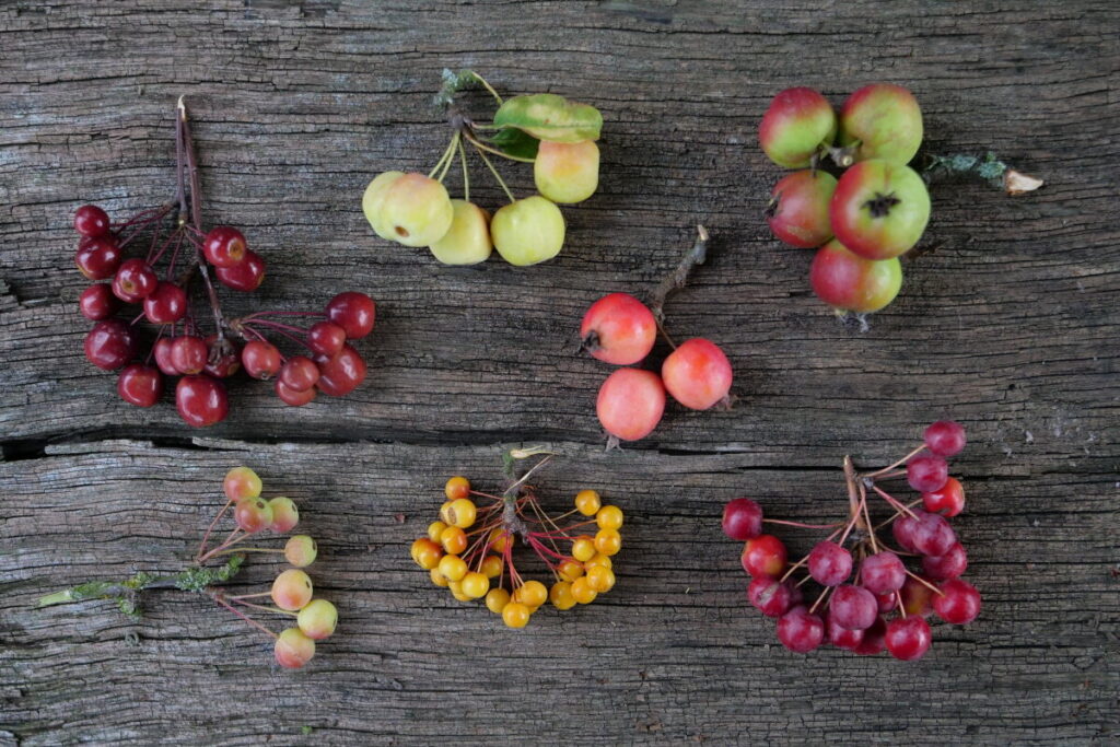 Plody jabloň (Malus)