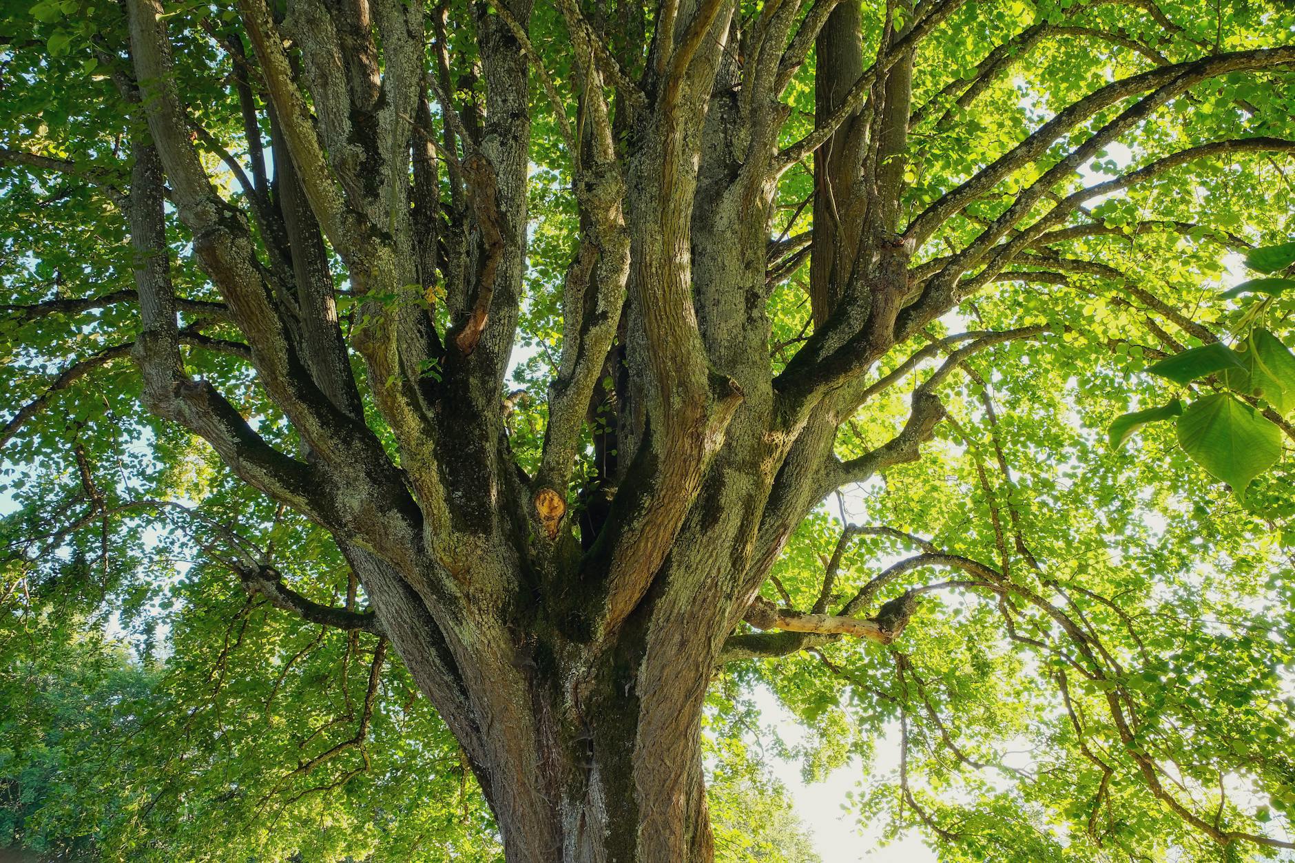 Historie arboristiky: od prvních arboristů po moderní péči o stromy 9 Rozvoj arboristiky v České republice od počátků k certifikaci stromolezců