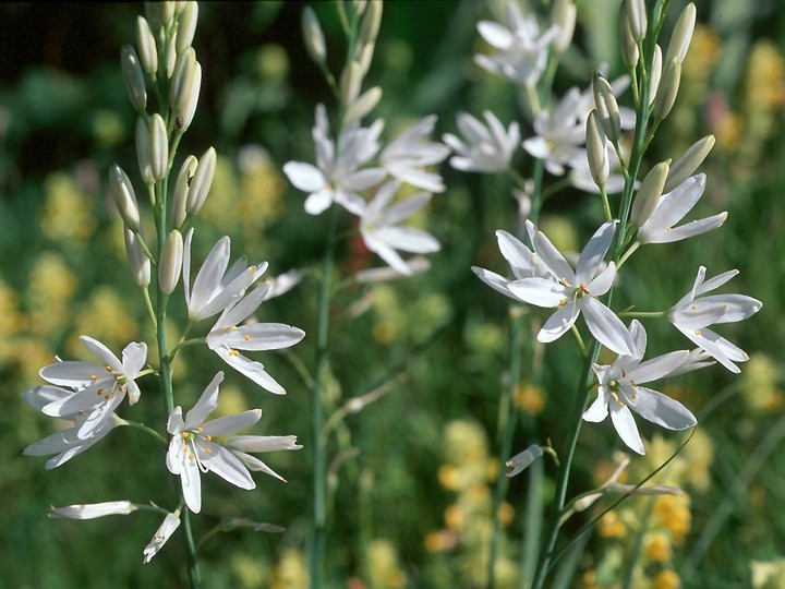 bělozářka liliovitá (Anthericum liliago)
