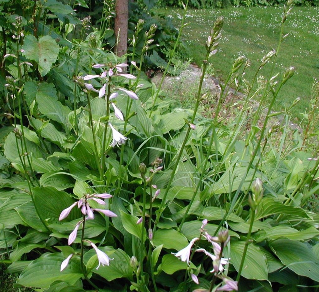 bohyška Fortunova (Hosta fortunei)