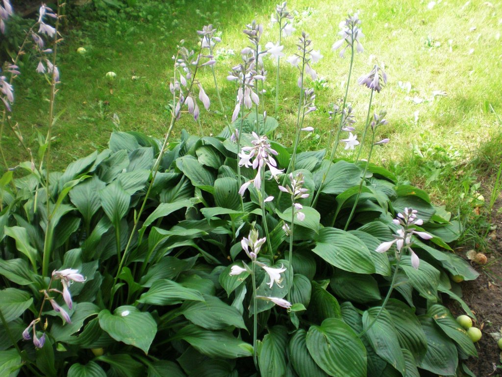 bohyška jitrocelová (Hosta plantaginea)