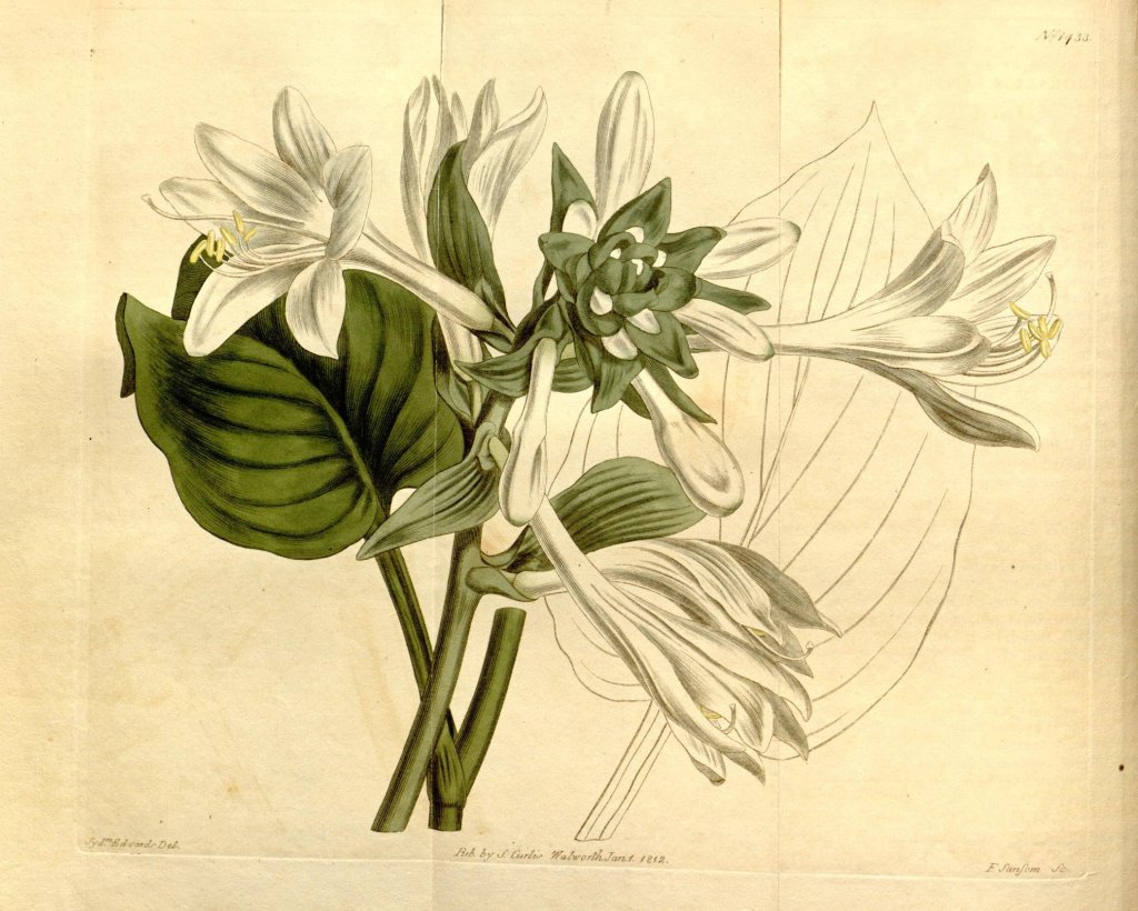 bohyška jitrocelová 'Royal Standard' (Hosta plantaginea 'Royal Standard')