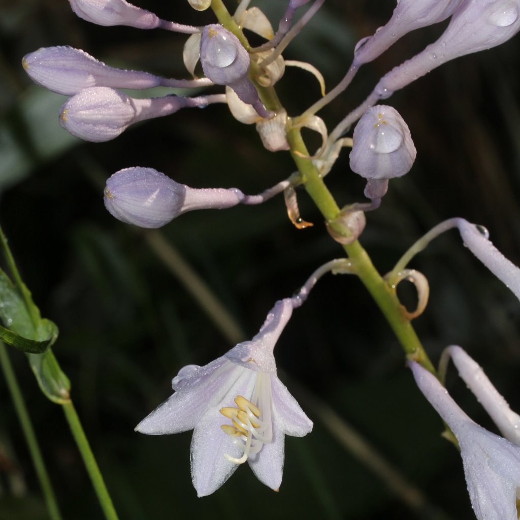 bohyška kadeřavá (Hosta crispula)