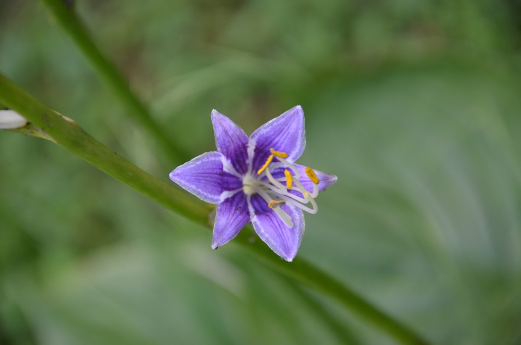 bohyška nafouklá 'Aureomaculata' (Hosta ventricosa 'Aureomaculata')