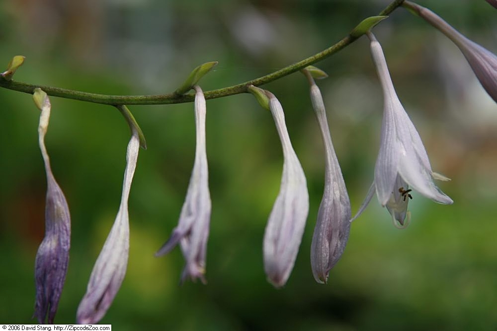 bohyška zvlněná 'Albo-marginata' (Hosta undulata 'Albo-marginata')