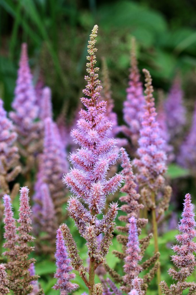 čechrava čínská 'Pumila' (Astilbe chinensis 'Pumila')